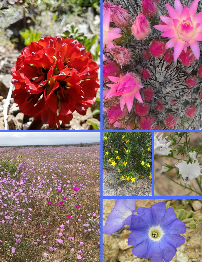 FullDay Desierto Florido